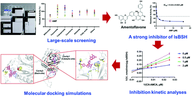 Graphical abstract: Discovery and characterization of amentoflavone as a naturally occurring inhibitor against the bile salt hydrolase produced by Lactobacillus salivarius