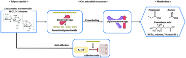 Graphical abstract: Prebiotic activities of dextran from Leuconostoc mesenteroides SPCL742 analyzed in the aspect of the human gut microbial ecosystem