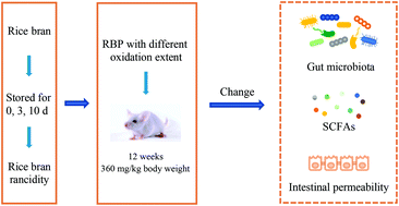 Graphical abstract: Rice bran protein oxidation induced by rancidity alters the gut microbiota and intestinal permeability in mice