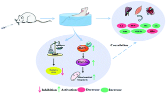 Graphical abstract: The anti-fatigue effect of the Auxis thazard oligopeptide via modulation of the AMPK/PGC-1α pathway in mice