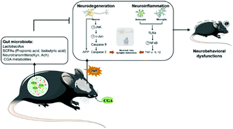 Graphical abstract: Protective effects of chlorogenic acid on trimethyltin chloride-induced neurobehavioral dysfunctions in mice relying on the gut microbiota