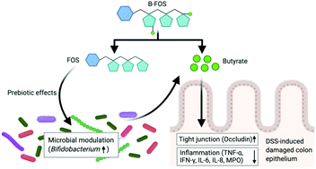 Graphical abstract: Butyl-fructooligosaccharides modulate gut microbiota in healthy mice and ameliorate ulcerative colitis in a DSS-induced model