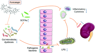 Graphical abstract: Punicalagin alleviates renal injury via the gut-kidney axis in high-fat diet-induced diabetic mice