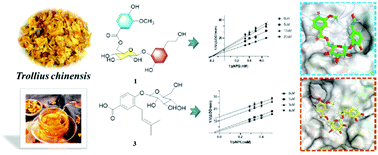 Graphical abstract: Inhibitory effects of phenolic glycosides from Trollius chinensis Bunge on α-glucosidase: inhibition kinetics and mechanisms