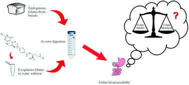 Graphical abstract: The bioaccessibility of folate in breads and the stability of folate vitamers during in vitro digestion