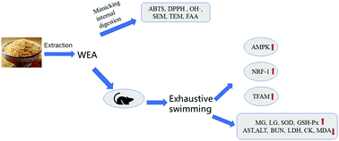 Graphical abstract: In vitro dynamic digestion and anti-fatigue effects of wheat embryo albumin