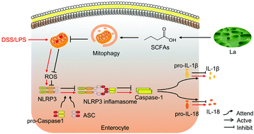 Graphical abstract: Live Lactobacillus acidophilus alleviates ulcerative colitis via the SCFAs/mitophagy/NLRP3 inflammasome axis