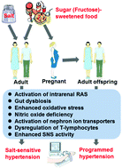 Graphical abstract: Pathophysiological mechanisms of hypertension development induced by fructose consumption