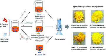 Graphical abstract: Effects of different surfactants on the conjugates of soybean protein-polyphenols for the preparation of β-carotene microcapsules