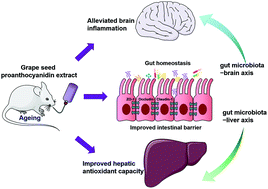 Graphical abstract: Alleviation effects of grape seed proanthocyanidin extract on inflammation and oxidative stress in a d-galactose-induced aging mouse model by modulating the gut microbiota