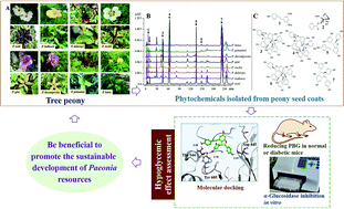 Graphical abstract: Quantitative analysis of resveratrol derivatives in the seed coats of tree peonies and their hypoglycemic activities in vitro/vivo