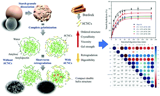 Graphical abstract: Complexation between burdock holocellulose nanocrystals and corn starch: gelatinization properties, microstructure, and digestibility in vitro