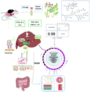Graphical abstract: Water extract of Ferula lehmanni Boiss. prevents high-fat diet-induced overweight and liver injury by modulating the intestinal microbiota in mice