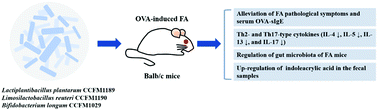 Graphical abstract: Probiotic strains alleviated OVA-induced food allergy in mice by regulating the gut microbiota and improving the level of indoleacrylic acid in fecal samples