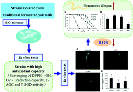 Graphical abstract: Antioxidant properties of lactic acid bacteria isolated from traditional fermented yak milk and their probiotic effects on the oxidative senescence of Caenorhabditis elegans