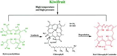 Graphical abstract: Effects of different processing methods on the chlorophyll structure in kiwifruit