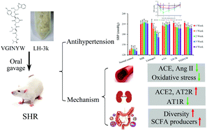 Graphical abstract: The effects of angiotensin I-converting enzyme inhibitory peptide VGINYW and the hydrolysate of α-lactalbumin on blood pressure, oxidative stress and gut microbiota of spontaneously hypertensive rats