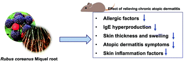 Graphical abstract: Alleviation effects of Rubus coreanus Miquel root extract on skin symptoms and inflammation in chronic atopic dermatitis