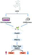 Graphical abstract: Hydroxysafflor yellow A triggered a fast-to-slow muscle fiber-type conversion via regulating FoxO1 in myocytes