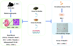 Graphical abstract: Green tea peptides ameliorate diabetic nephropathy by inhibiting the TGF-β/Smad signaling pathway in mice