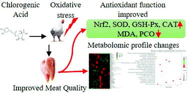 Graphical abstract: Protective effects of chlorogenic acid on the meat quality of oxidatively stressed broilers revealed by integrated metabolomics and antioxidant analysis