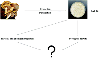 Graphical abstract: Study on the physicochemical properties and immunomodulatory anti-tumor effect of the Pholiota adiposa polysaccharide