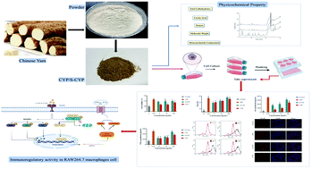 Graphical abstract: Sulfated Chinese yam polysaccharide enhances the immunomodulatory activity of RAW 264.7 cells via the TLR4-MAPK/NF-κB signaling pathway