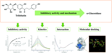 Graphical abstract: Inhibition of α-glucosidase by trilobatin and its mechanism: kinetics, interaction mechanism and molecular docking