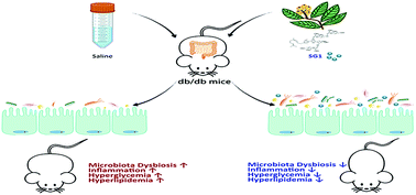 Graphical abstract: Sesquiterpene glycoside isolated from loquat leaf targets gut microbiota to prevent type 2 diabetes mellitus in db/db mice