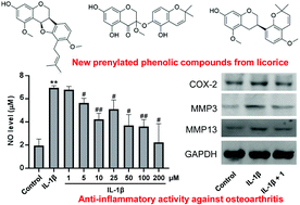 Graphical abstract: Prenylated phenolic compounds from licorice (Glycyrrhiza uralensis) and their anti-inflammatory activity against osteoarthritis