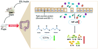 Graphical abstract: Long-term maternal intake of inulin exacerbated the intestinal damage and inflammation of offspring rats in a DSS-induced colitis model