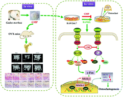 Graphical abstract: Inhibitory effects of Atlantic cod (Gadus morhua) peptides on RANKL-induced osteoclastogenesis in vitro and osteoporosis in ovariectomized mice