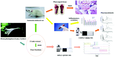 Graphical abstract: Potential active constituents responsible for treating acute pharyngitis in the flowers of Hosta plantaginea (Lam.) Aschers and their pharmacokinetics