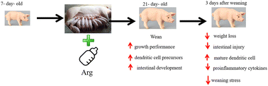 Graphical abstract: Extra arginine supplementation during the suckling period alleviates weaning stress through the regulation of dendritic cells and Notch2 signaling in piglets