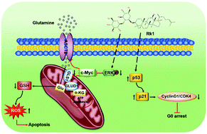 Graphical abstract: Ginsenoside Rk1 regulates glutamine metabolism in hepatocellular carcinoma through inhibition of the ERK/c-Myc pathway