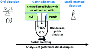 Graphical abstract: Rapid proteolysis of gluten-derived immunogenic peptides in bread by actinidin in a combined in vivo and in vitro oro-gastrointestinal digestion model