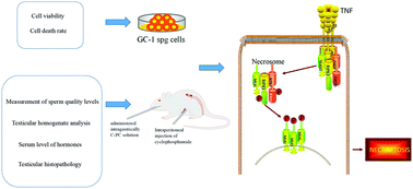 Graphical abstract: The protective effect of C-phycocyanin in male mouse reproductive system