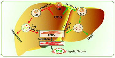 Graphical abstract: Chitooligosaccharides alleviate hepatic fibrosis by regulating the polarization of M1 and M2 macrophages