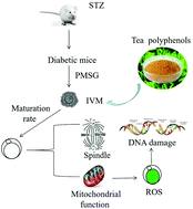 Graphical abstract: Tea polyphenols alleviate the adverse effects of diabetes on oocyte quality