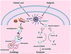 Graphical abstract: Apigenin alleviated PA-induced pyroptosis by activating autophagy in hepatocytes