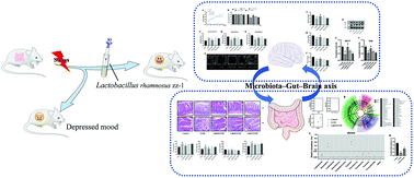 Graphical abstract: Lactobacillus rhamnosus zz-1 exerts preventive effects on chronic unpredictable mild stress-induced depression in mice via regulating the intestinal microenvironment