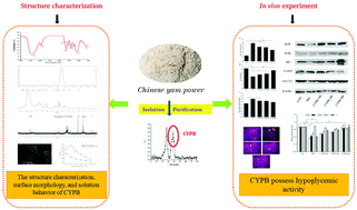 Graphical abstract: The impact of a novel Chinese yam-derived polysaccharide on blood glucose control in HFD and STZ-induced diabetic C57BL/6 mice