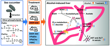Graphical abstract: Hepatoprotective effects of sea cucumber ether-phospholipids against alcohol-induced lipid metabolic dysregulation and oxidative stress in mice