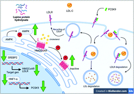 Graphical abstract: A Lupinus angustifolius protein hydrolysate exerts hypocholesterolemic effects in Western diet-fed ApoE−/− mice through the modulation of LDLR and PCSK9 pathways