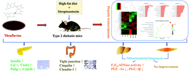 Graphical abstract: Transcriptome analysis provides insight into the anti-diabetic mechanism of theaflavins in high-fat diet and streptozotocin-induced mice