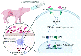 Graphical abstract: Oral administration of Lactobacillus delbrueckii enhances intestinal immunity through inducing dendritic cell activation in suckling piglets