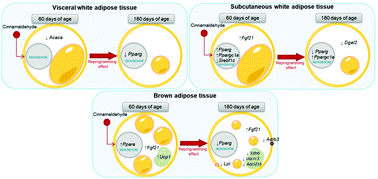 Graphical abstract: Cinnamaldehyde treatment during adolescence improves white and brown adipose tissue metabolism in a male rat model of early obesity