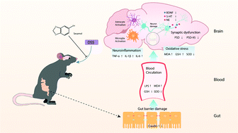 Graphical abstract: Sesamol ameliorates dextran sulfate sodium-induced depression-like and anxiety-like behaviors in colitis mice: the potential involvement of the gut–brain axis