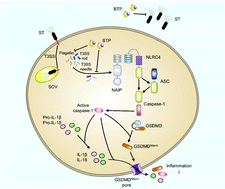 Graphical abstract: Bioactive triple peptide inhibits inflammasome activation to alleviate Salmonella-induced intestinal inflammation in mice via modulation of host defense and bacterial virulence