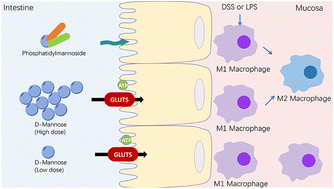 Graphical abstract: Enzymatic modification of d-mannose alleviates DSS-induced colonic inflammation in mice through macrophage polarization mediated by PPARγ
